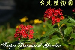 繁星花，花朵的圖片