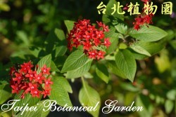 繁星花，花與葉的圖片