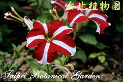 矮牽牛，花朵的圖片