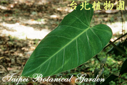 蔓綠絨，葉子的圖片