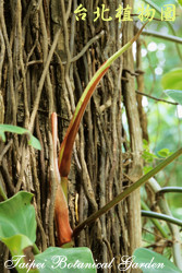 蔓綠絨，嫩莖的圖片