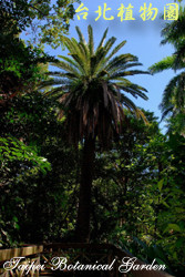 加拿利海棗，樹的圖片