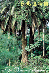 加拿利海棗，樹的圖片