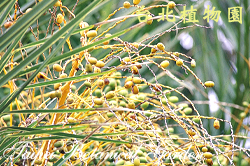 加拿利海棗，果實的圖片