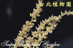 臺灣海棗，花的圖片