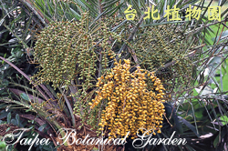 臺灣海棗，果實的圖片