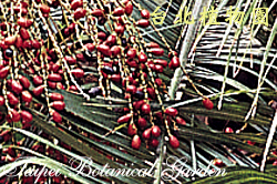 岩海棗，果實的圖片