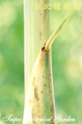 桂竹，枝條的圖片