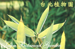 桂竹，葉子的圖片