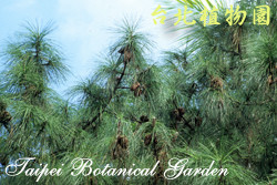 濕地松，樹的圖片