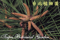 濕地松，雄花毬的圖片