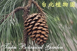 濕地松，毬果的圖片