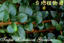 腺果藤，葉子的圖片