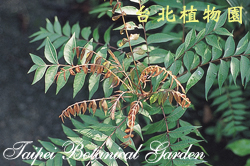 黃連木，葉子的圖片