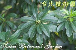 臺灣海桐，葉子的圖片