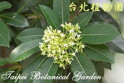 臺灣海桐，花朵與葉的圖片