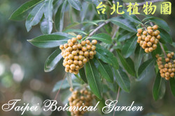 臺灣海桐，果實的圖片