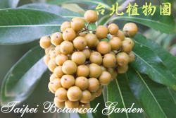 臺灣海桐，果實的圖片