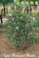 臺灣海桐，全株的圖片