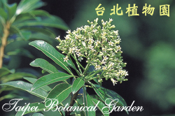 臺灣海桐，花朵的圖片