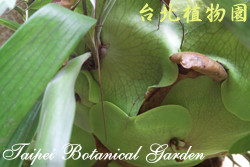 鹿角蕨，葉子的圖片