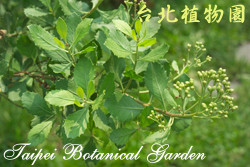 鯽魚膽，花與葉的圖片