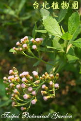 鯽魚膽，花朵的圖片