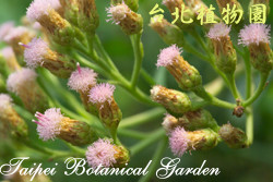 鯽魚膽，花的圖片(近距離拍攝)