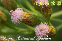 鯽魚膽，花的圖片(特寫)