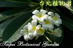 鈍頭緬梔，花朵的圖片