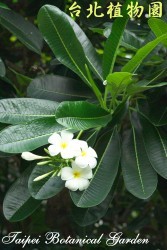 鈍頭緬梔，花朵與葉子的圖片