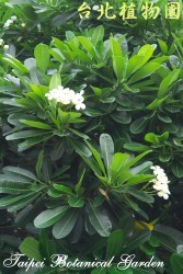 鈍頭緬梔，花朵與葉子的圖片