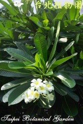 鈍頭緬梔，花朵與葉子的圖片