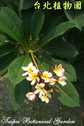 緬梔，葉子與花的圖片