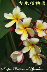 緬梔，花朵的圖片