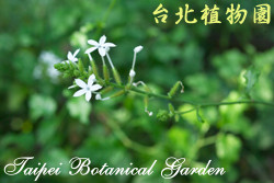 烏面馬，花與葉的圖片(蜓遠距離拍攝)