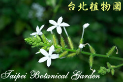 烏面馬，花與葉的圖片