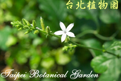 烏面馬，花與葉的圖片(只有一朵花)