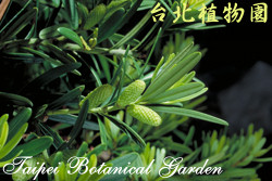 蘭嶼羅漢松，葉子的圖片