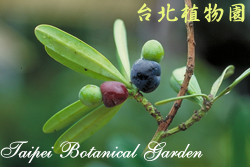 蘭嶼羅漢松，果實的圖片