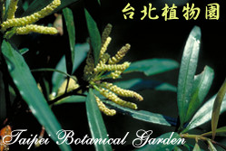 叢花百日青，葉子與花蕊的圖片