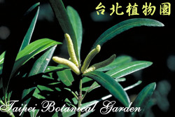 大葉羅漢松，葉子的圖片