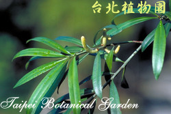 桃實百日青，葉子的圖片