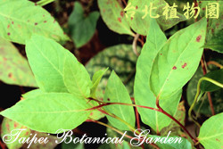 虎杖，葉子的圖片