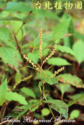 虎杖，葉子的圖片