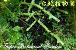 臺灣水龍骨，莖的圖片