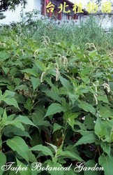 紅蓼，葉子的圖片