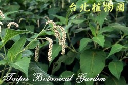 紅蓼，葉子與花的圖片