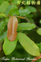 雞爪樹，葉子的圖片