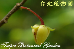 雞爪樹，花朵的圖片